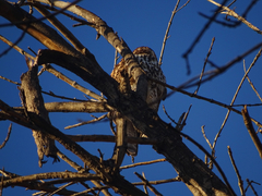 Buteo plagiatus