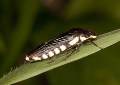 Pseudophera contraria