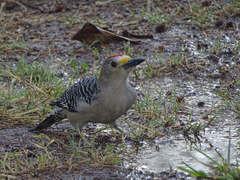 Melanerpes aurifrons