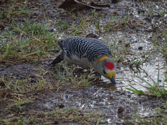 Melanerpes aurifrons