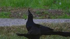 Quiscalus mexicanus