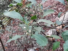 Chiococca pachyphylla