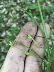 Carex timida