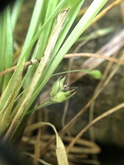 Carex timida