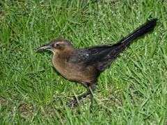 Quiscalus mexicanus