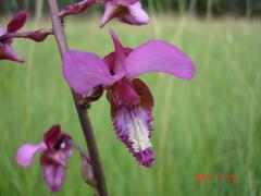 Eulophia tricristata
