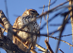 Buteo plagiatus