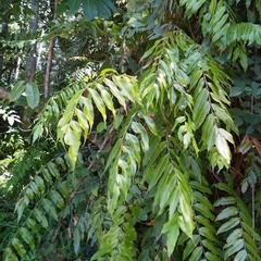 Stenochlaena palustris