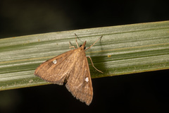 Mnesictena marmarina