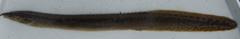 Longtail Spiny-Eel photo 3