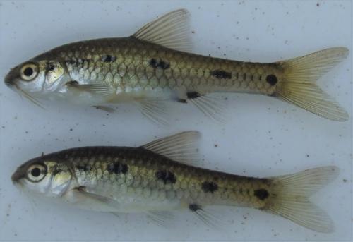 Sidespot barb (Enteromius neefi) — Cyprinidae — 3