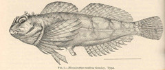 Bald Sculpin photo 2