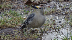Melanerpes aurifrons