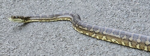 Coastal Carpet Python sighting