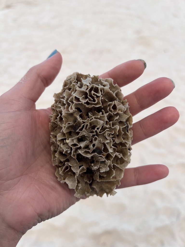 Tulia Sea Shell Tulip Shells from Perdido Key, Pensacola, FL, US on October 9, 2025 at ...