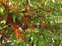 Phragmanthera
