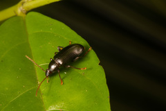 Xylochus