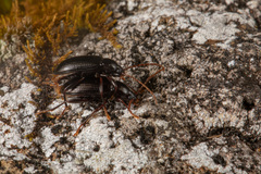 Xylochus