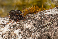 Xylochus