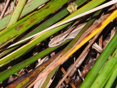 Toropuku inexpectatus