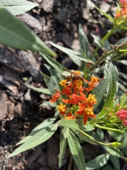 Asclepias curassavica