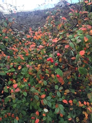Cotoneaster simonsii