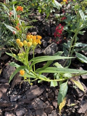Asclepias curassavica