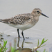 Baird's Sandpiper - Photo (c) Jamie Chavez, some rights reserved (CC BY-NC)