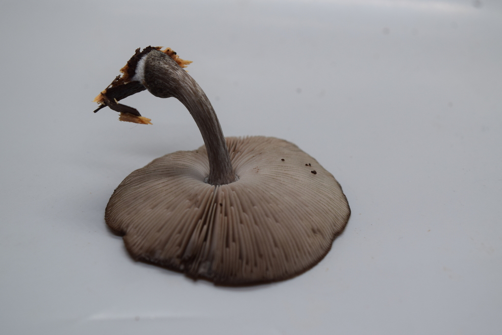 Pluteus velutinornatus · October 2025 · photo: © davidwhyte (iNaturalist, cc-by-sa)