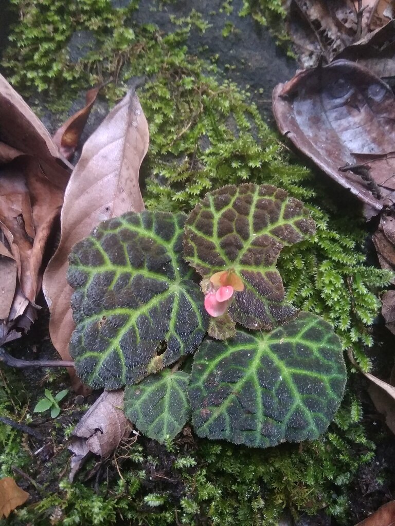 Begonia hijauvenia