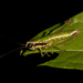Drymophilacris bimaculata - Photo (c) Karl Kroeker, μερικά δικαιώματα διατηρούνται (CC BY-NC), uploaded by Karl Kroeker