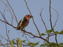Lybius vieilloti