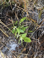 Deeringothamnus pulchellus