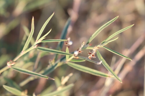 Narrowleaf Indigo
