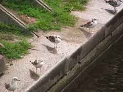 Chroicocephalus ridibundus