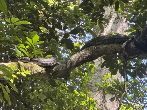 Coastal Carpet Python sighting