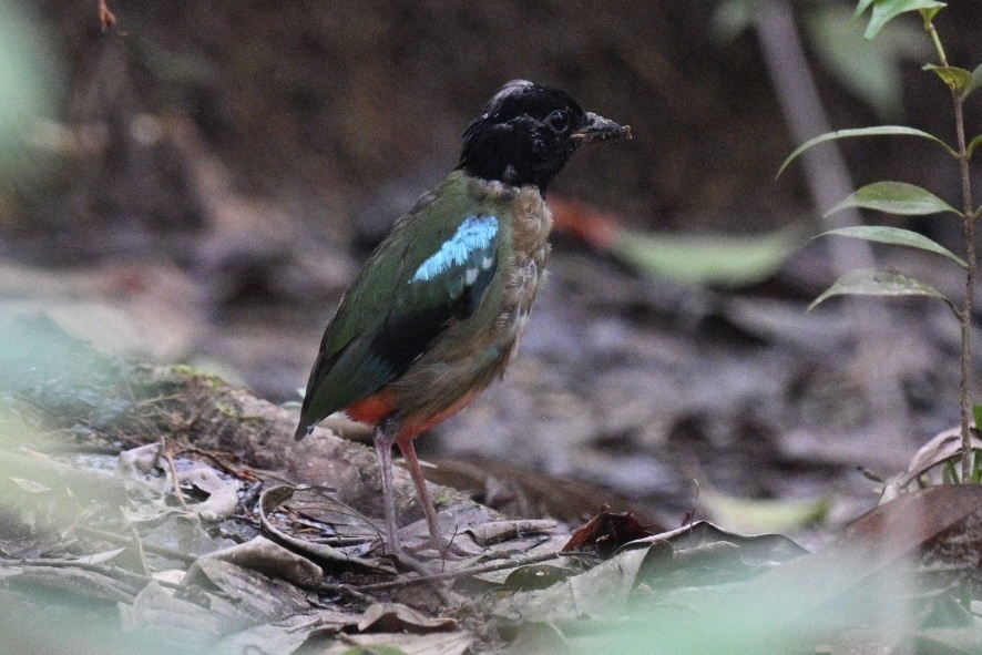 Western Hooded Pitta