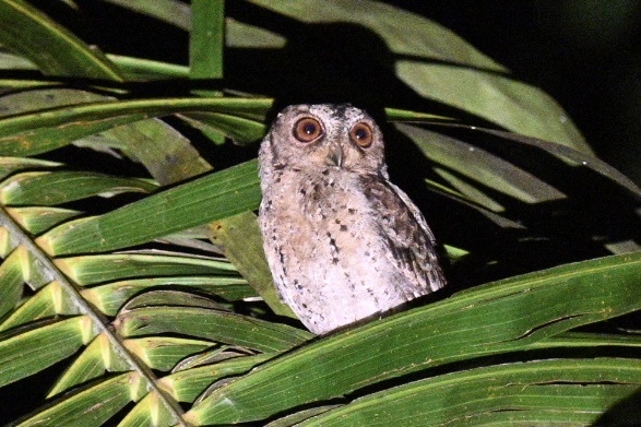 Sunda Scops Owl