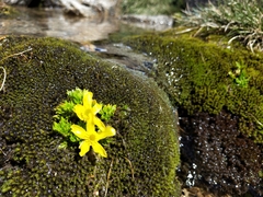 Ranunculus niphophilus