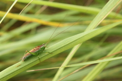 Conocephalus dorsalis
