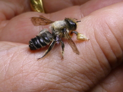 Megachile frigida