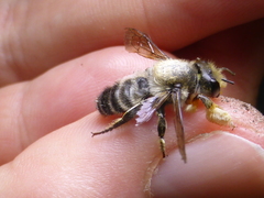 Megachile frigida