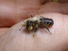 Megachile frigida