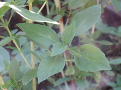 Ocimum basilicum