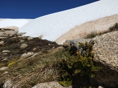 Podocarpus lawrencei