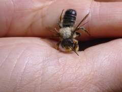 Megachile frigida