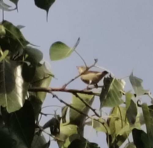 Thick-billed Flowerpecker (Pachyglossa agilis), photo 4