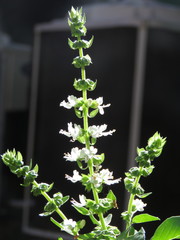 Ocimum basilicum