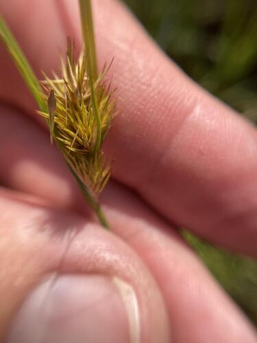 many-headed sedge (Carex sychnocephala)