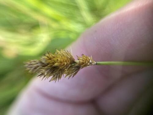 Bebb's Sedge (Carex bebbii)